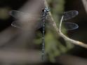 Eusynthemis nigra male-221472